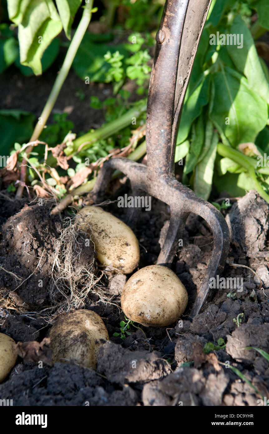 Ampio giardino forcella essendo utilizzati per scavare fino alle patate di primizia, preso in giardino in Bristol Foto Stock