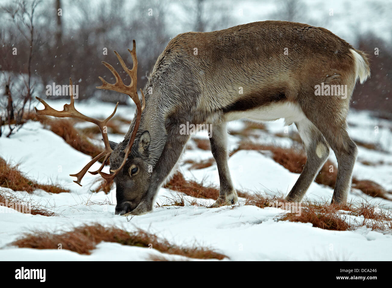 Renne (Rangifer tarandus) Foto Stock