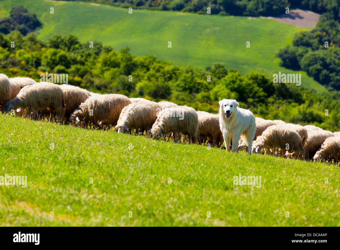 Border Collie imbrancandosi un gregge di pecore in Toscana, Italia. Foto Stock