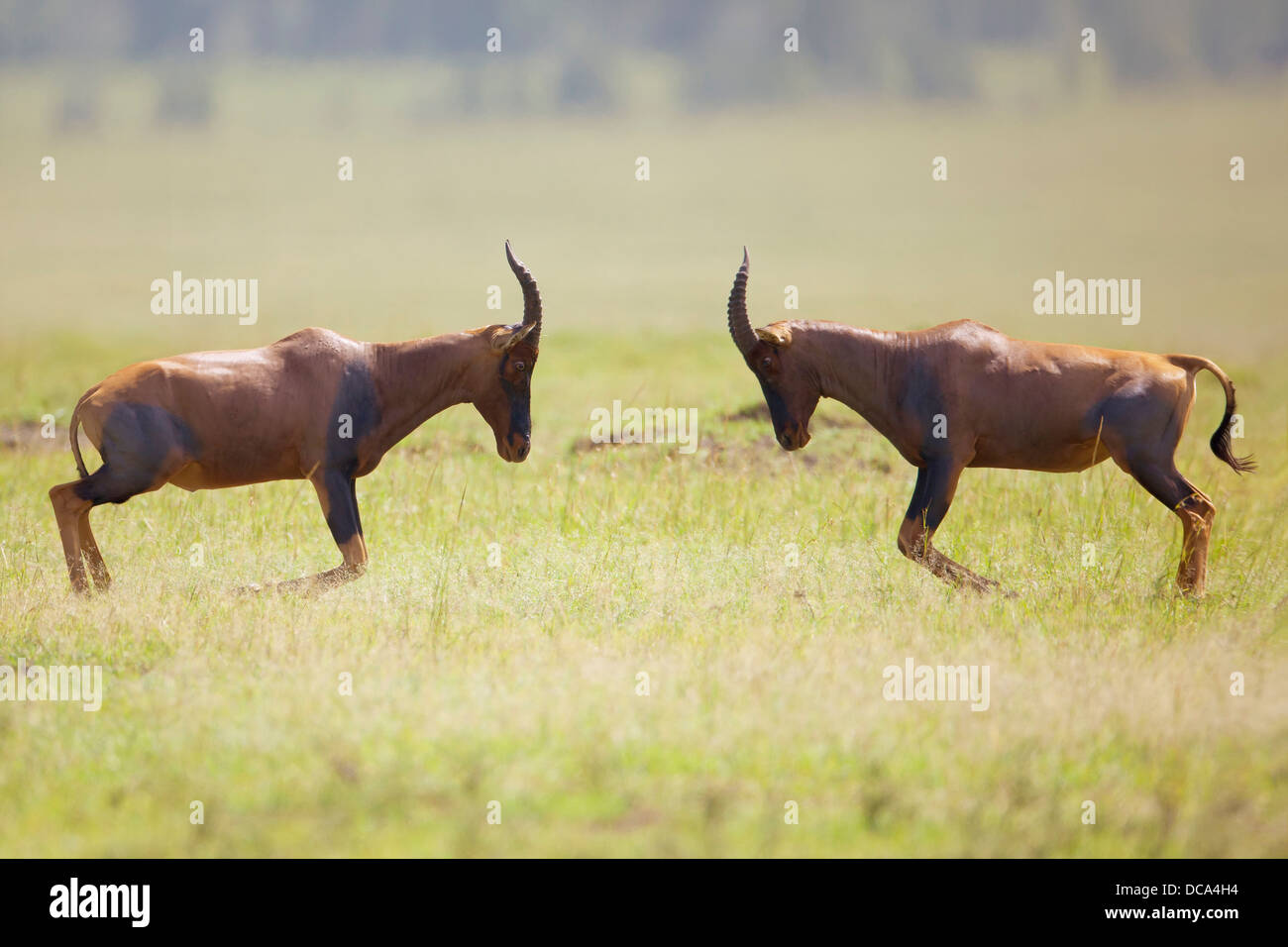 Tsessebe o Sassaby (Damaliscus lunatus jimela), due tori combattimenti Foto Stock