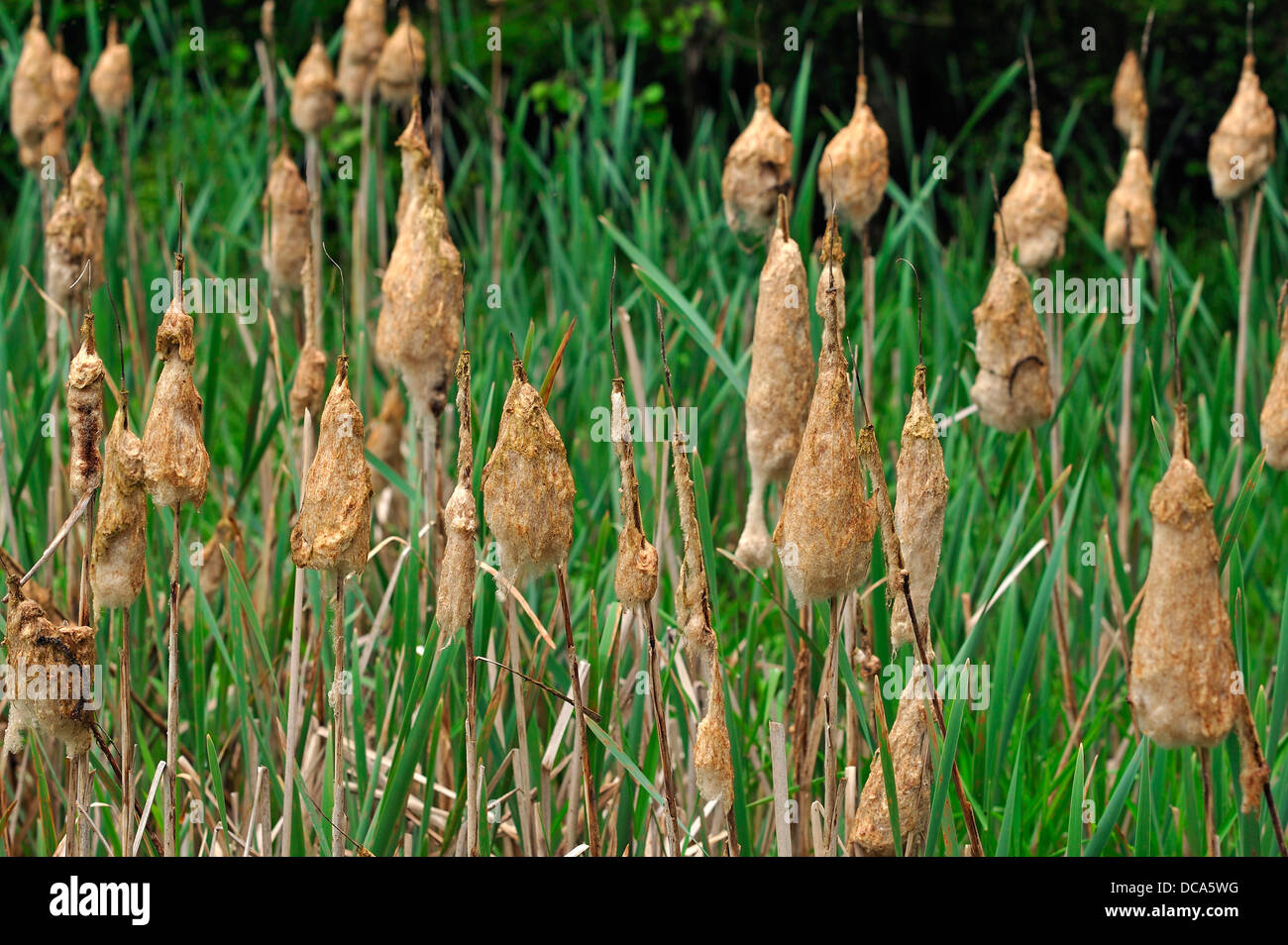 Giunco di palude minore o Narrowleaf tifa (Typha angustifolia), fioritura, clotted insieme dalla pioggia Foto Stock