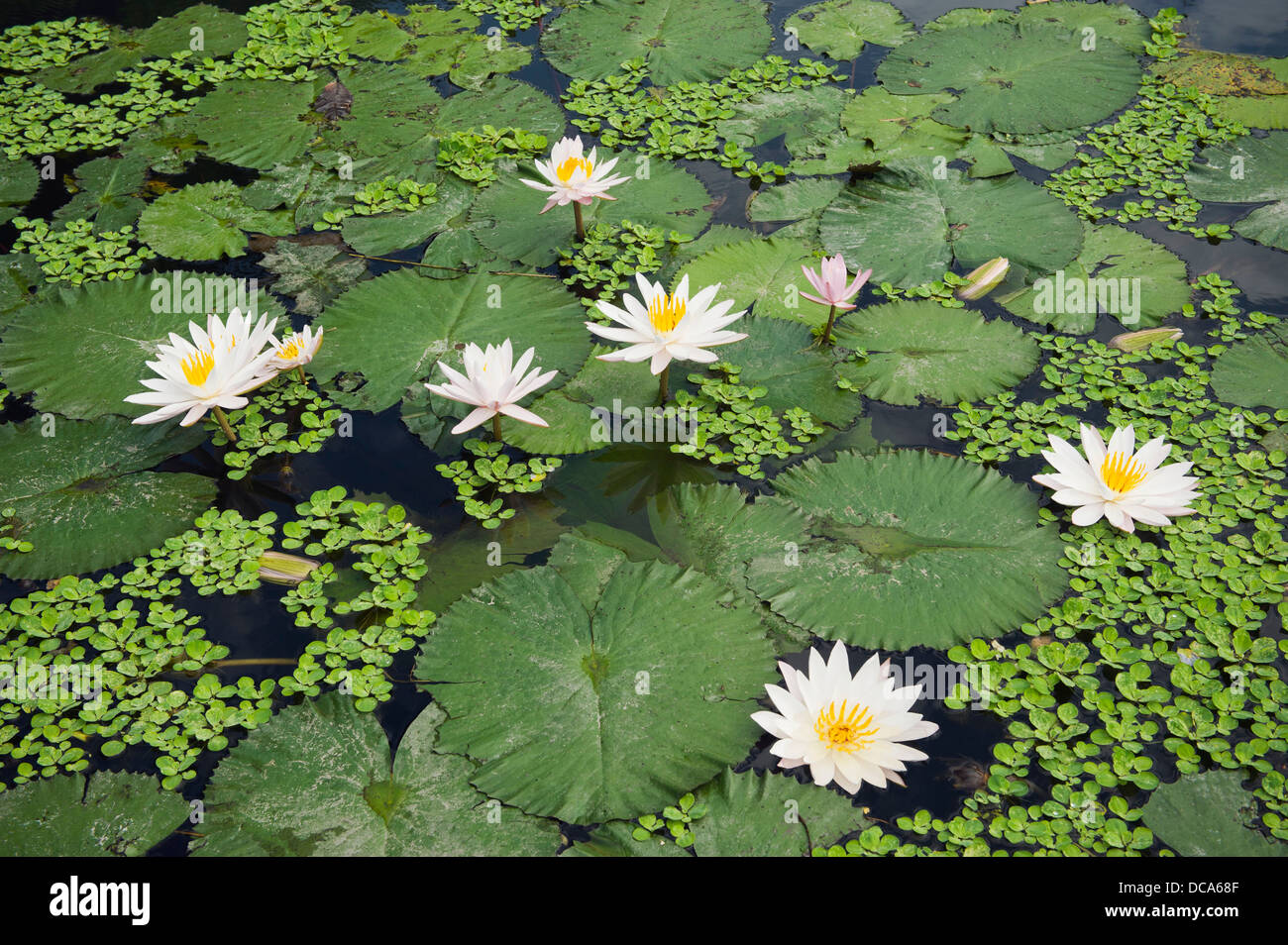 Water Lilies (Nymphaea), laghetto di ninfee nel palazzo di acqua Foto Stock