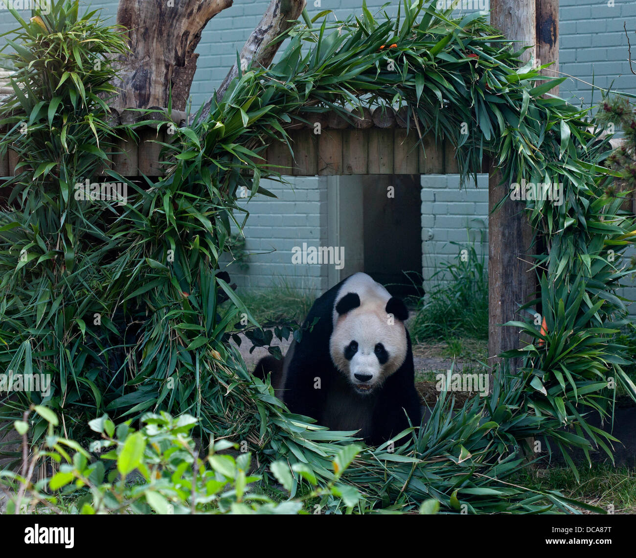 Lo Zoo di Edimburgo, 14 agosto 2013 Yang Guang, lo Zoo di Edinburgo maschio del panda gigante, la decima festa di compleanno con bambù struttura rivestita in miele in forma di figure. Foto Stock