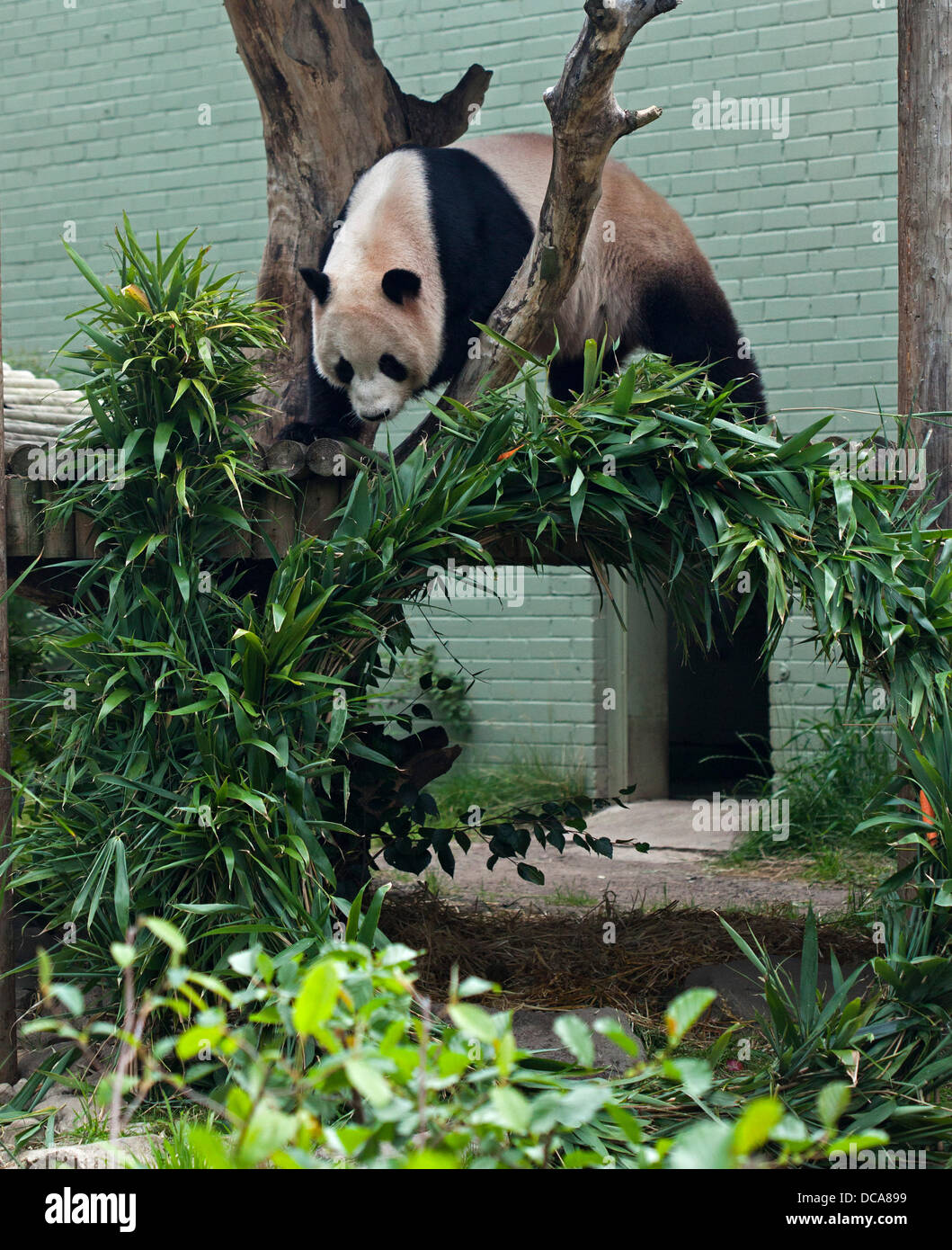 Lo Zoo di Edimburgo, 14 agosto 2013 Yang Guang, lo Zoo di Edinburgo maschio del panda gigante, la decima festa di compleanno con bambù struttura rivestita in miele in forma di figure. Foto Stock