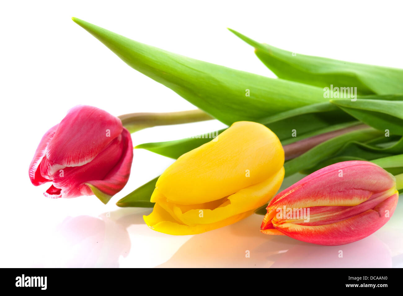 Tre colori i tulipani Foto Stock