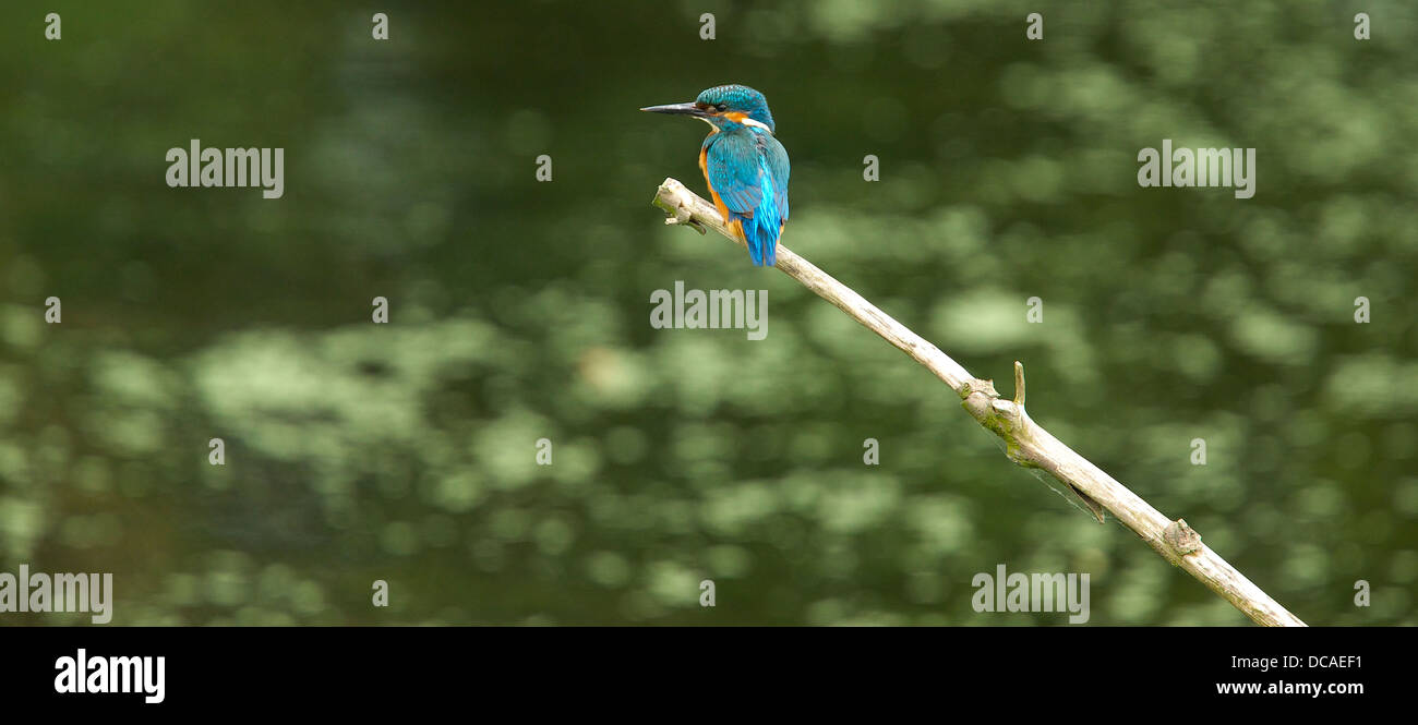 Kingfisher nel suo ambiente naturale sulla riva del fiume Foto Stock