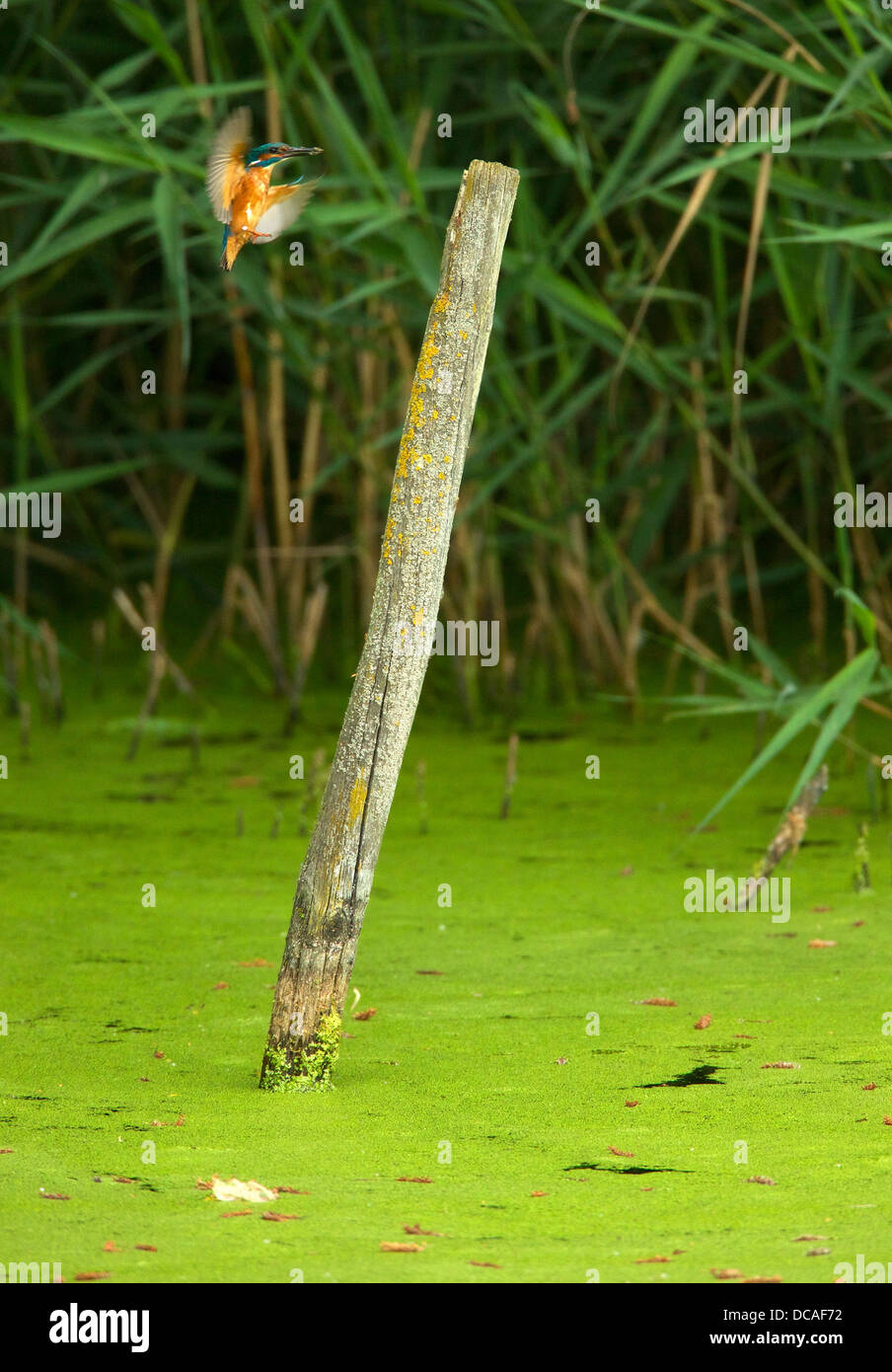 Kingfisher nel suo ambiente naturale sulla riva del fiume Foto Stock