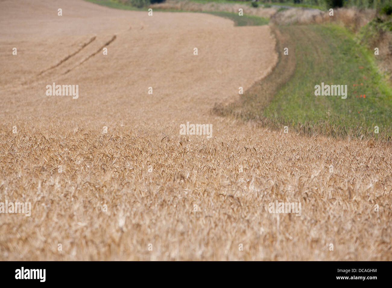 Raccolto di orzo campo pronto per la mietitura, Oxfordshire, Regno Unito. Foto Stock