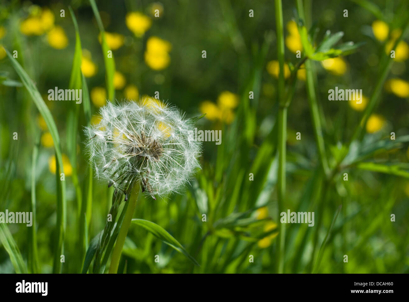 Sementi di un falco-bit Foto Stock