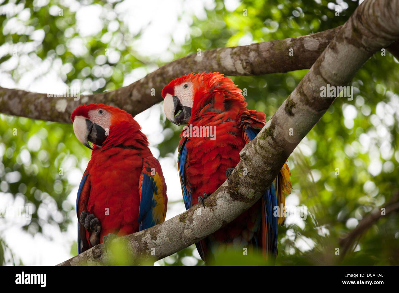 Scarlet Macaws (Ara macao) Selvatica Chiapas, Messico. Foto Stock