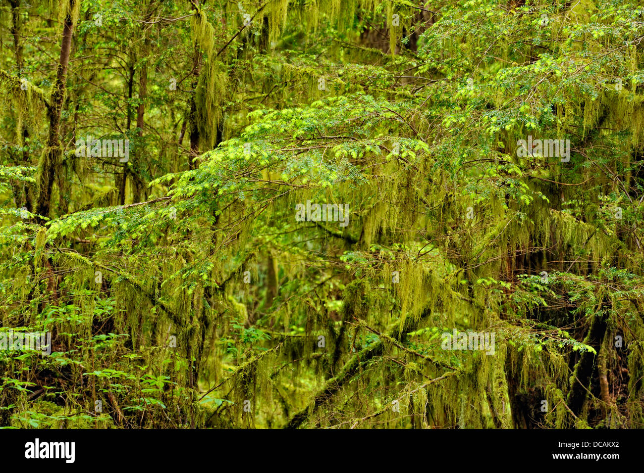 La foresta pluviale temperata Porto sacchetto- mossy sottobosco Haida Gwaii Queen Charlotte Islands Gwaii Haanas NP della Columbia britannica in Canada Foto Stock