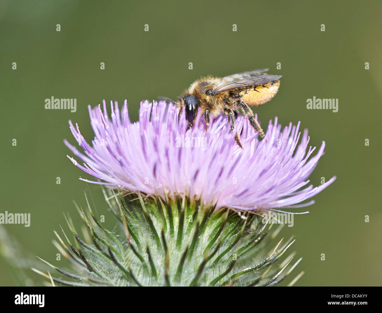 Leaf Cutter Bee su Thistle Foto Stock