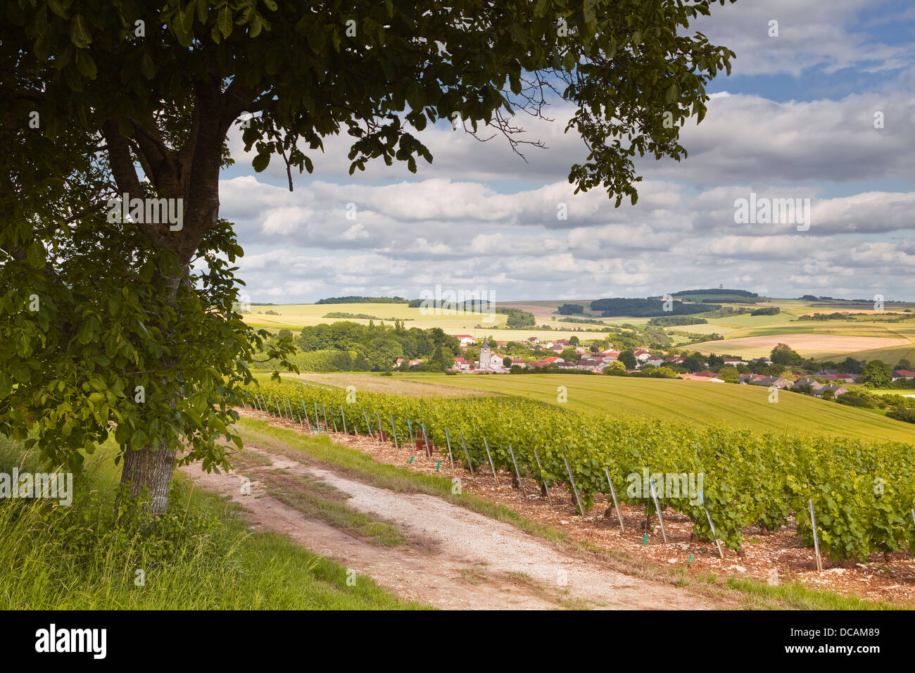 Vigneti Champagne al di sopra del villaggio di Rouvres Les Vignes nella Côte des Bar area dell Aube. Foto Stock