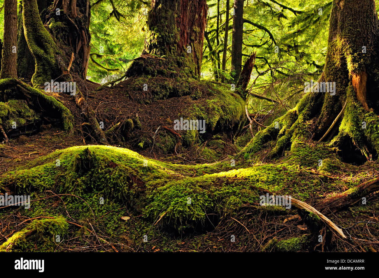 La foresta pluviale temperata Porto sacchetto- mossy sottobosco Haida Gwaii Queen Charlotte Islands Gwaii Haanas NP della Columbia britannica in Canada Foto Stock