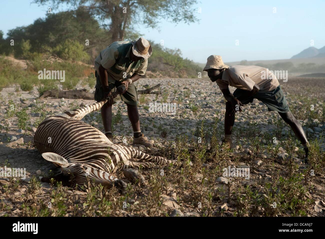 Vista di una parte del letto asciutto del fiume del fiume Hoarusib nel Kaokoveld vicino Purros, Namibia, 14 dicembre 2010. Ispezionare i locali di un dead zebra, che è stato ucciso da un leone. Foto: Tom Schulze Foto Stock