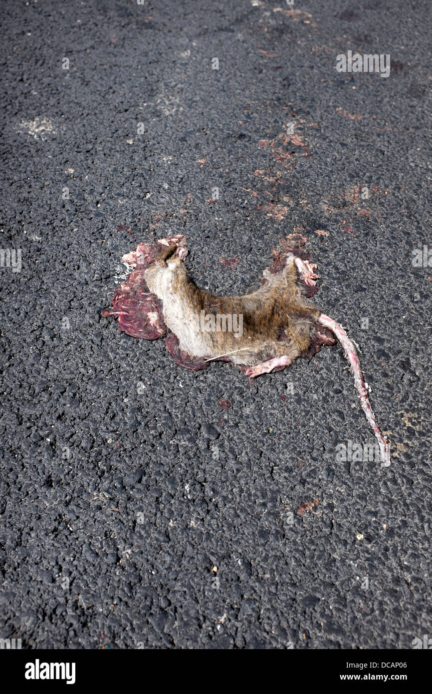 Dead Rat Roadkill Foto Stock