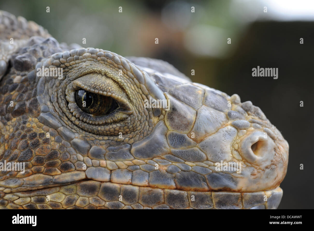 Testa di Iguana sul isola di Bali Foto Stock