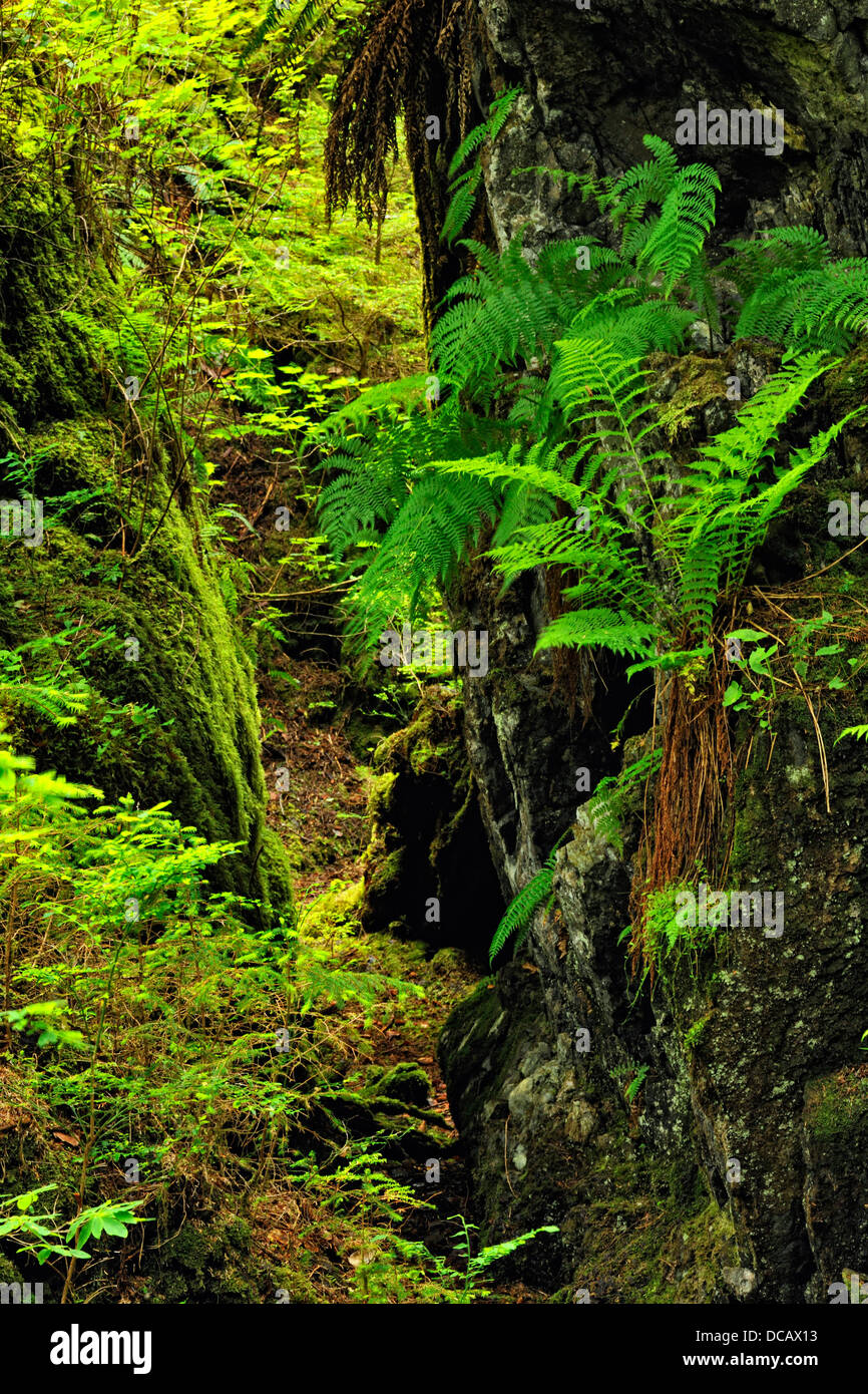 SGang Gwaay Isola Gwaii Haanas National Park - costa del Pacifico la foresta pluviale Haida Gwaii Queen Charlotte Islands BC Canada Foto Stock