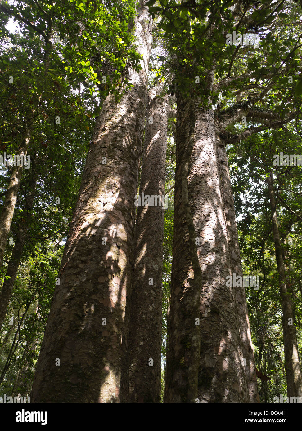Dh quattro sorelle WAIPOUA FOREST NUOVA ZELANDA quattro alberi kauri albero della foresta pluviale Foto Stock