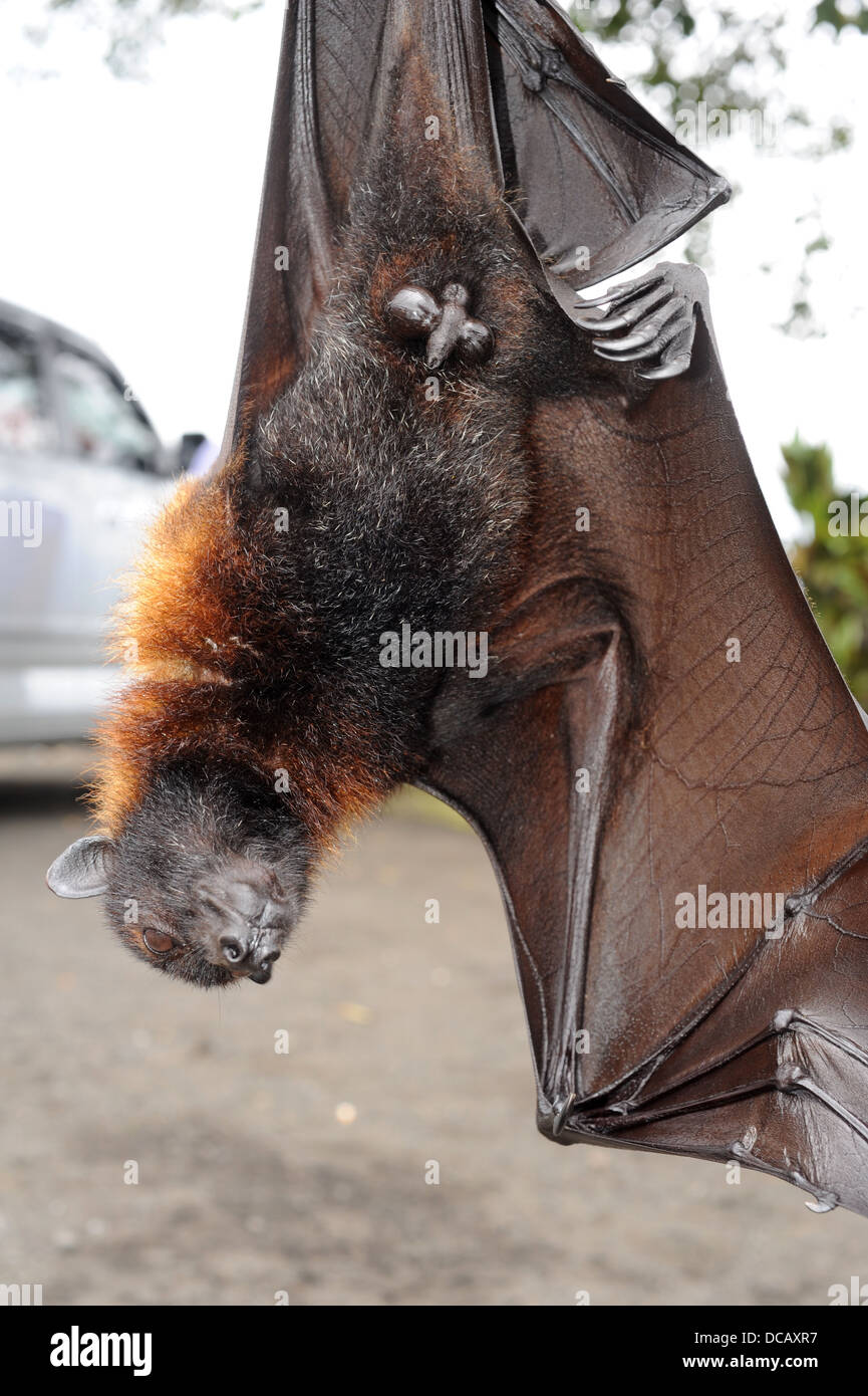 Pteropus giganteus Bat sull'isola di Bali, Indonesia Foto Stock