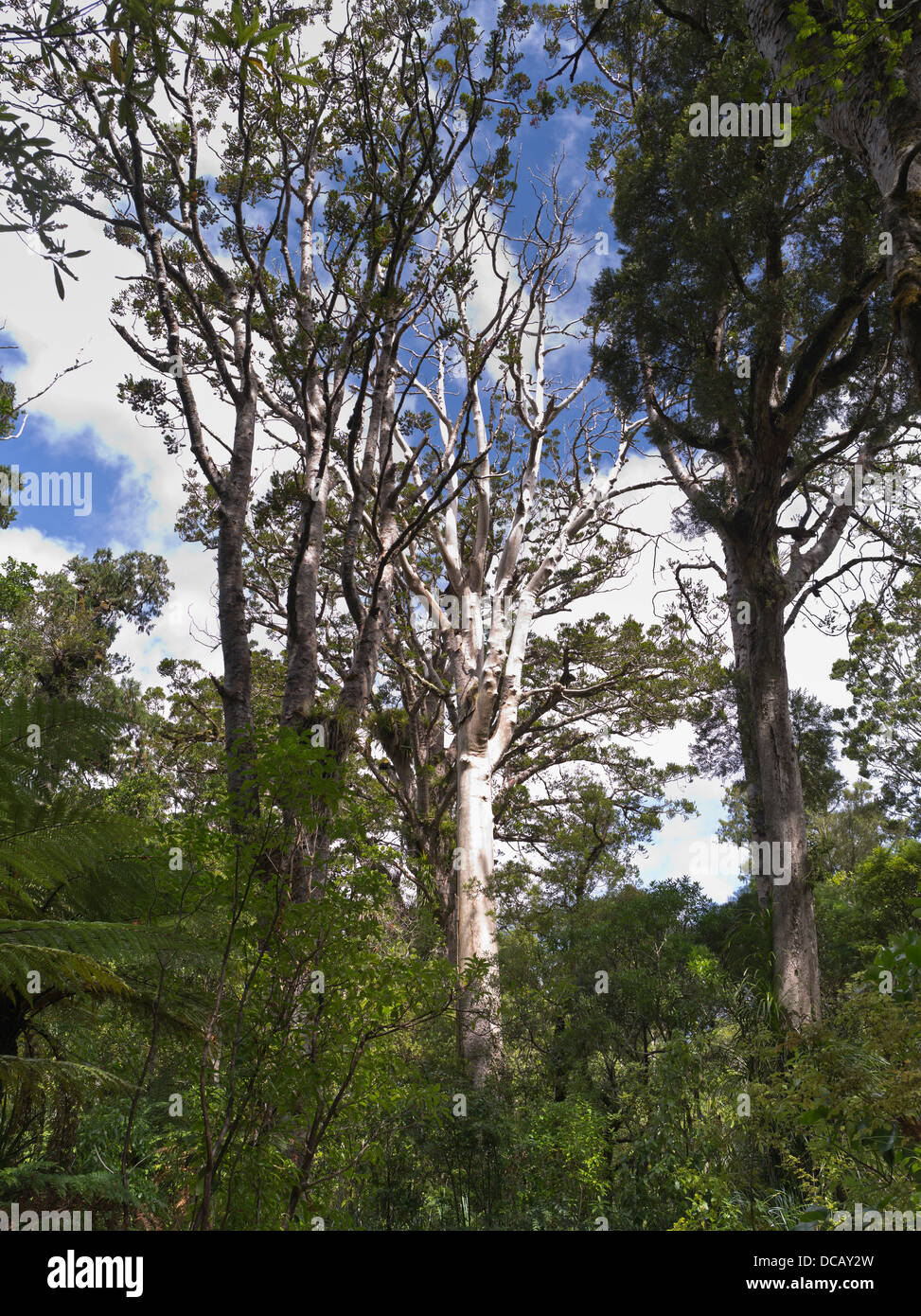 Dh Kauri albero della foresta pluviale foresta di WAIPOUA NUOVA ZELANDA Phytophthora taxon Agathis deperimento PTA northland malato foreste pluviali Foto Stock