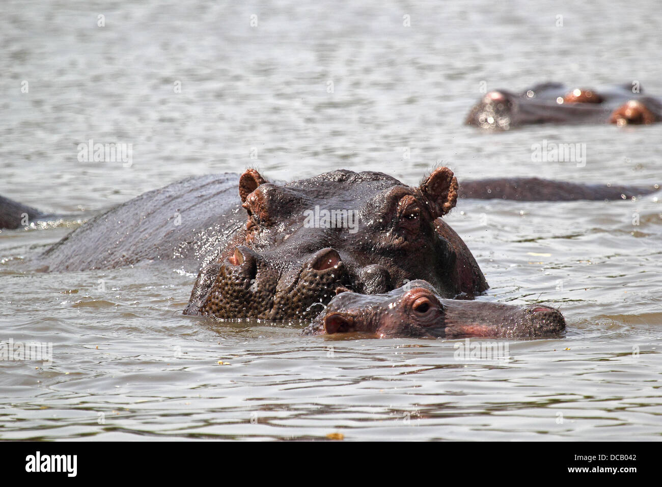 Baby ippopotamo (Hippopotamus amphibius) e la madre in un fiume nel Parco Nazionale del Serengeti, Tanzania Foto Stock