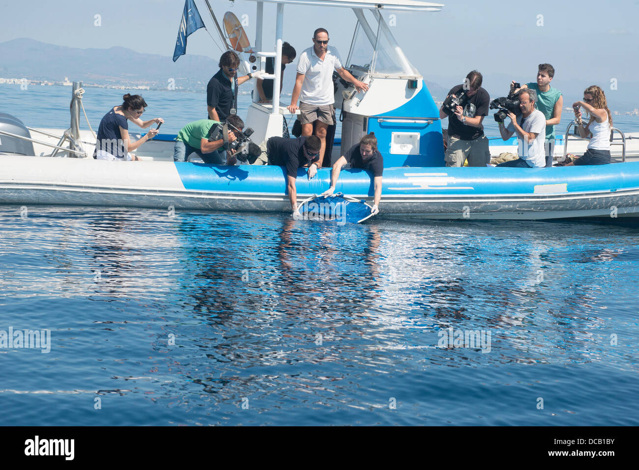 Valencia, Spagna. Il 14 agosto 2013. Questi animali sono stati trovati bloccati sulla costa di Valencia e del suo trattamento in area di recupero azione oceanografiche risponde al protocollo sviluppato da acquario presso l insorgenza di filamento animali marini che richiedono attenzione. Dopo essere stata recuperata, come aveva alcune lesioni e sono stati disorientati, sono in condizioni perfette per essere restituiti al mare. Il trasferimento della quarta striscia viene rinviata di essere incinta. Credito: Salva Garrigues/Alamy Live News Foto Stock