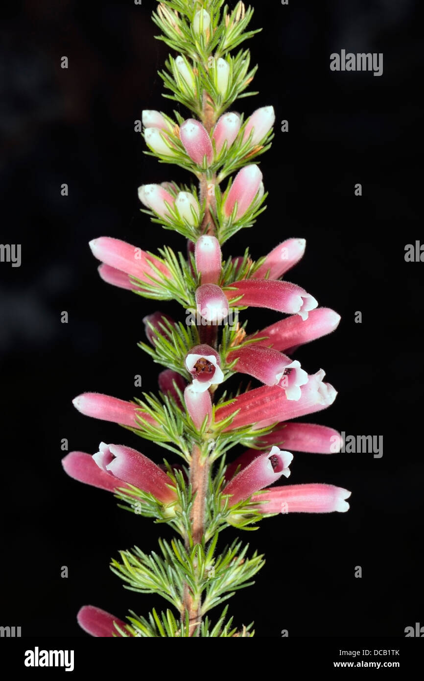 Close-up di fiori di testa di Ruby Glow Heath / Ruby Glow Inverno Heath- Erica carnea - Famiglia Ericaceae Foto Stock
