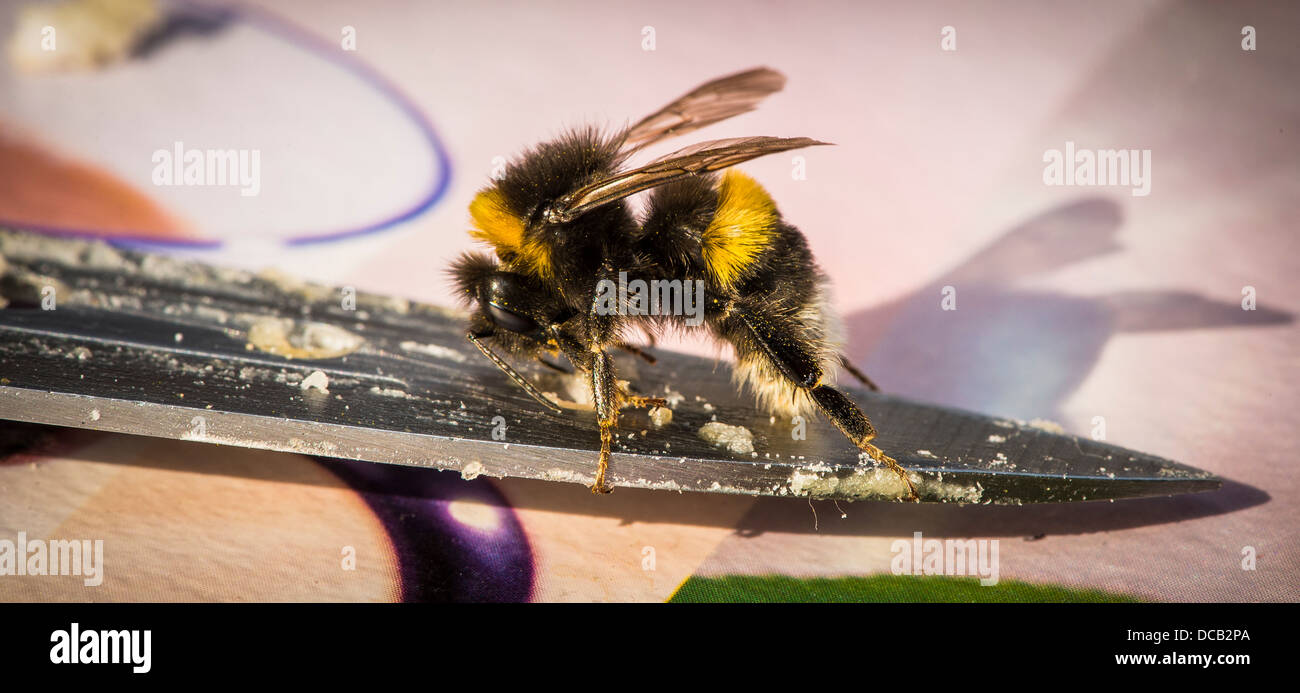 Bee sul coltello Foto Stock