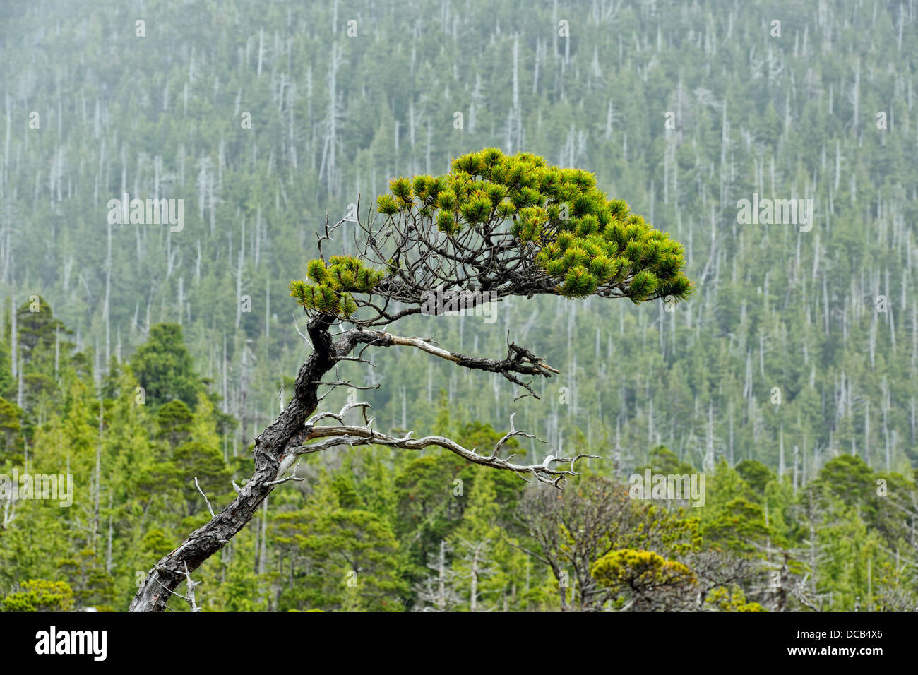 Foresta di Bonsai Haida Gwaii Haanas National Park della Columbia britannica in Canada Foto Stock