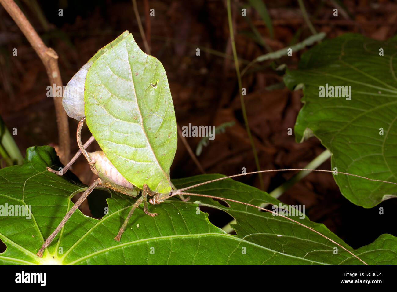 Foglia verde mimare katydid nascosto in una bussola, Ecuador Foto Stock