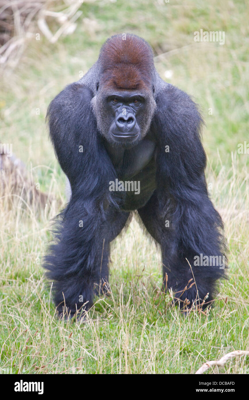 Un Silverback Western pianura gorilla in piedi da solo Foto Stock