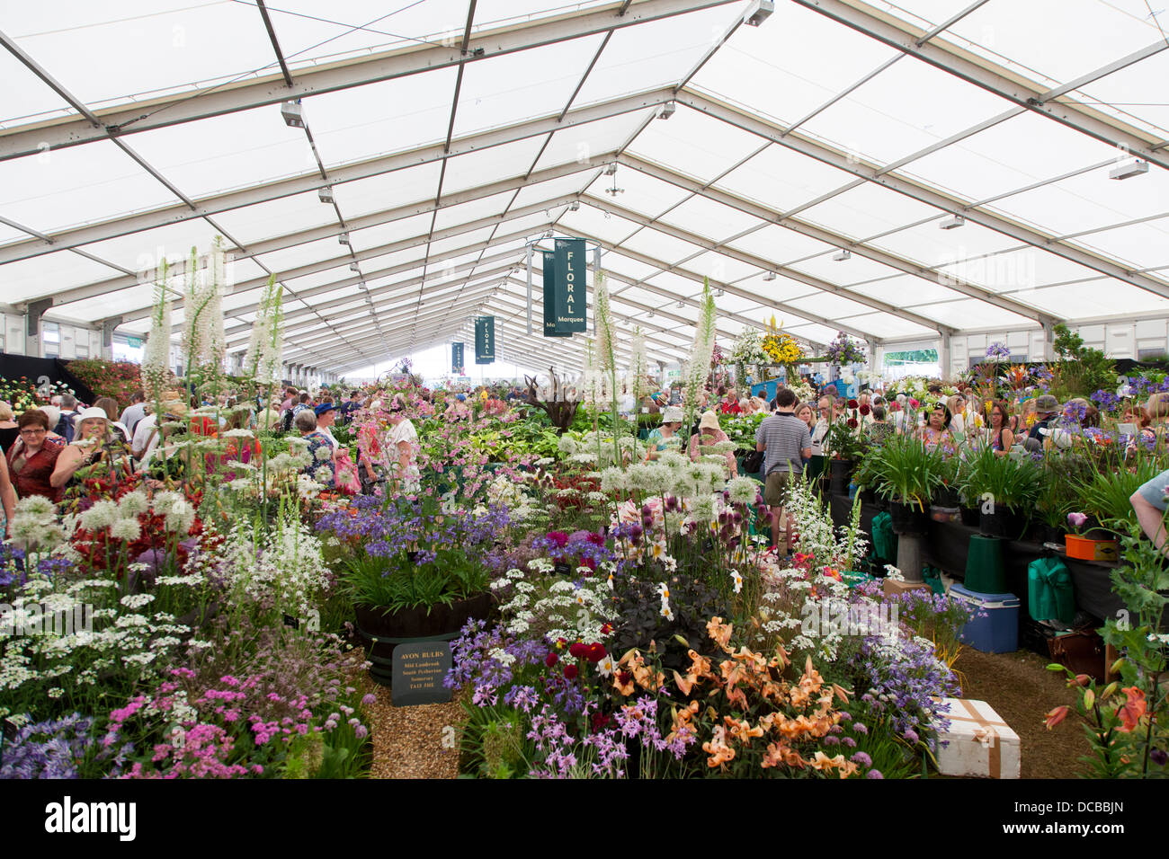 Vista interna del tendone floreali a Hampton Court Flower Show 2013 Foto Stock