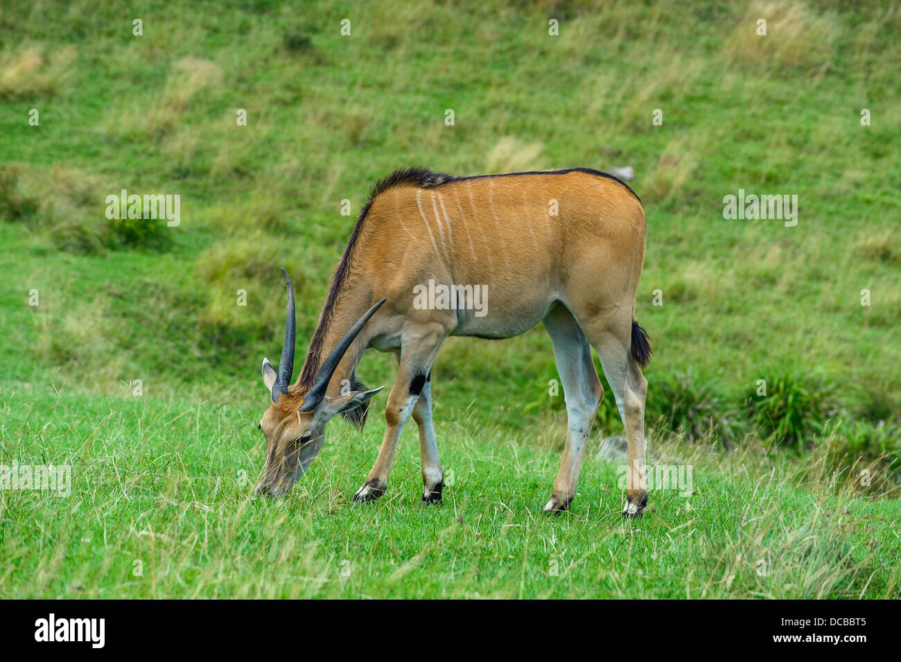 Il comune eland, Foto Stock