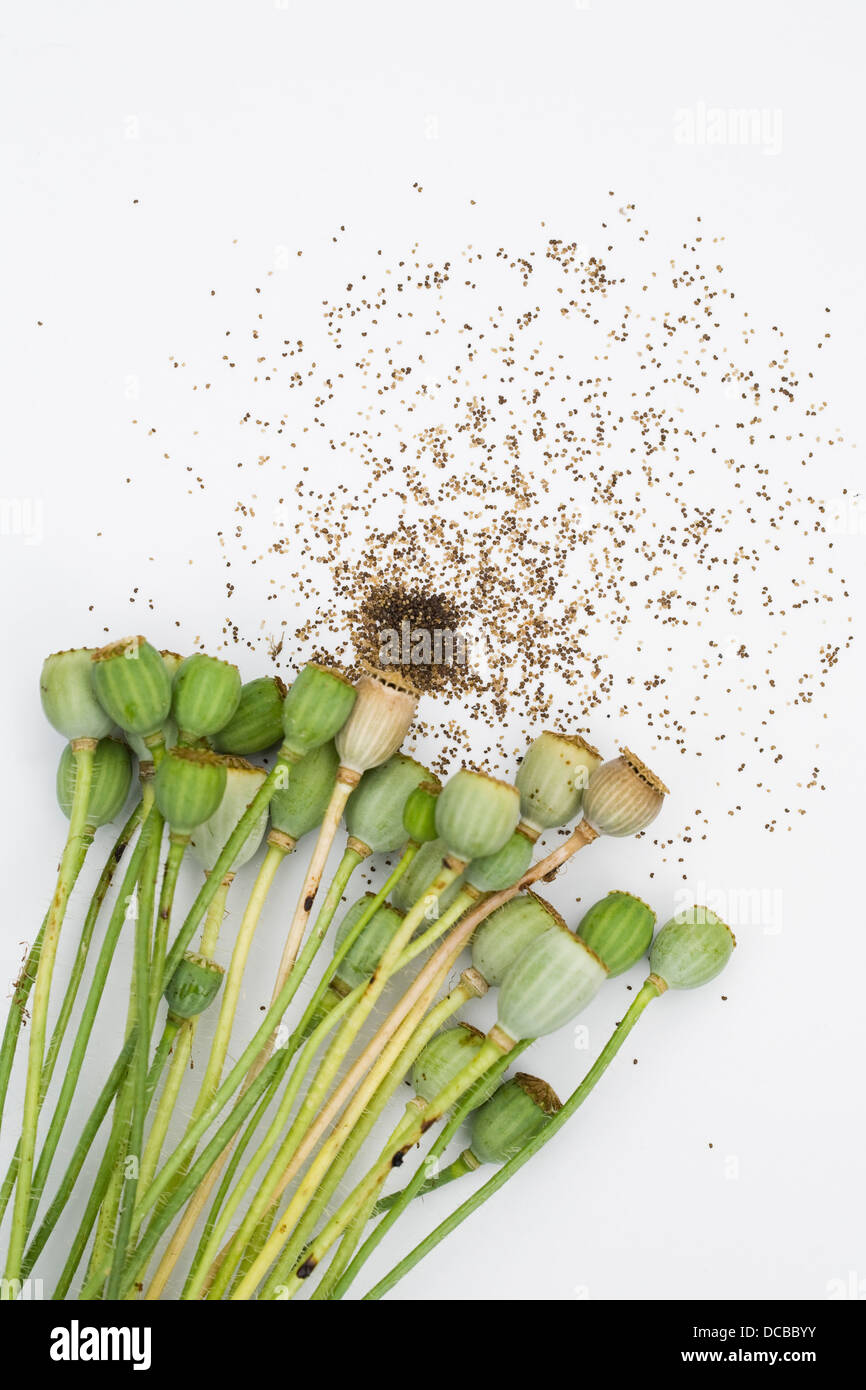 Papaver rhoeas seedheads. Campo di papavero seedheads essiccazione. Foto Stock