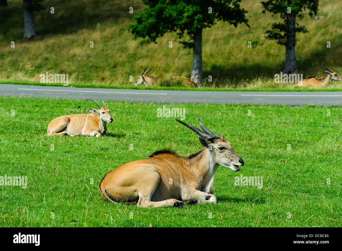 Il comune eland, noto anche come il southern eland Foto Stock