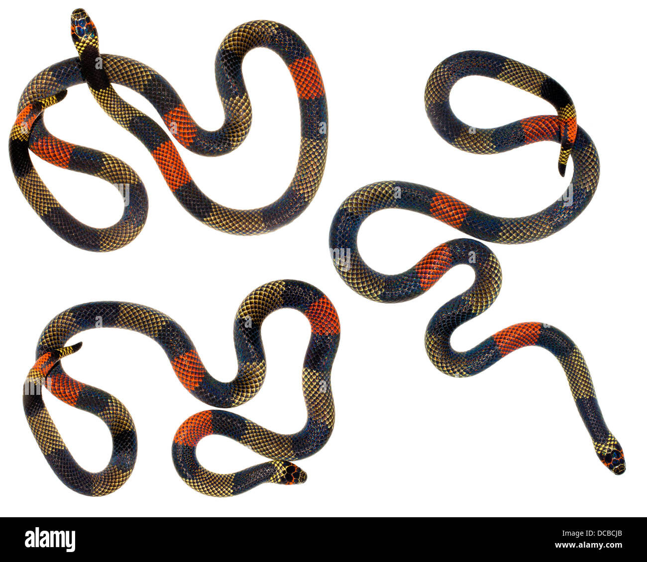 Amazzonico Serpente corallo (Micrurus spixii obscurus). Un serpente velenoso dall'Amazzonia ecuadoriana. Foto Stock
