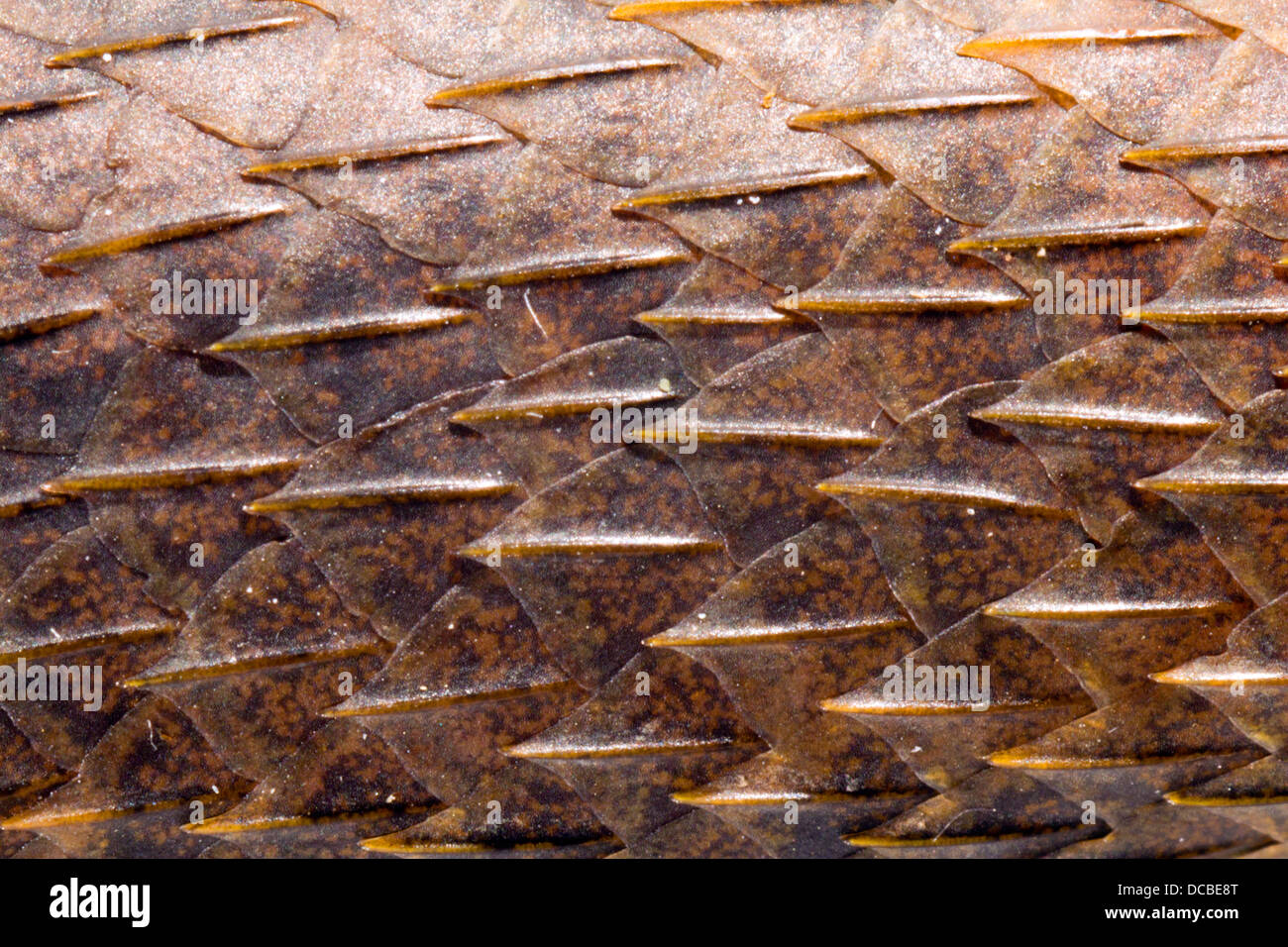 Pelle di una piccola lucertola amazzonica Alopoglossus atriventris con scale keeled, Ecuador Foto Stock