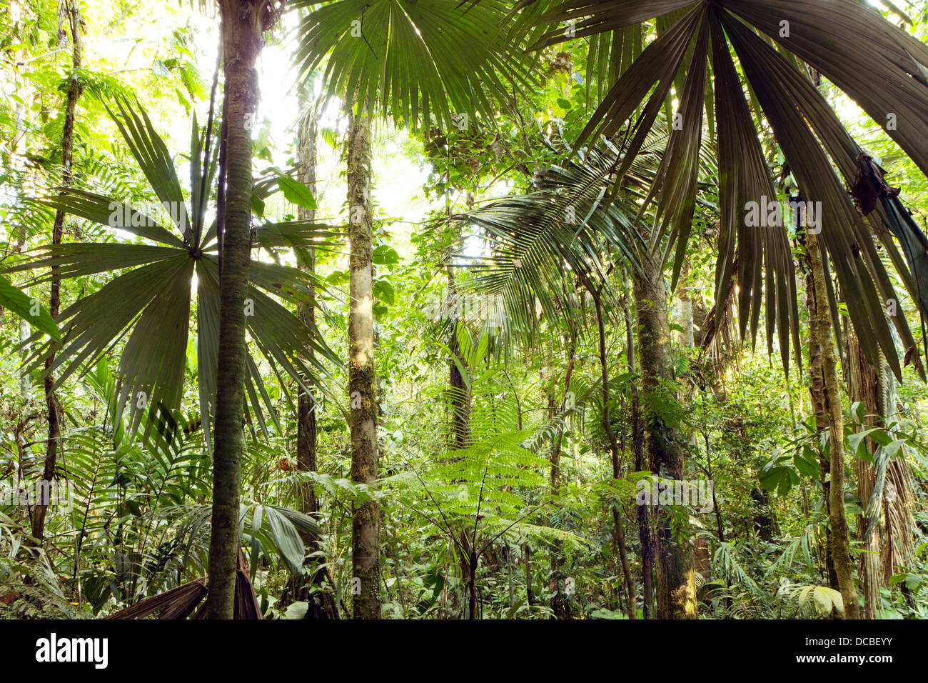 Interno della foresta pluviale tropicale in Yasuni National Park, Ecuador con Palm tree in primo piano Foto Stock