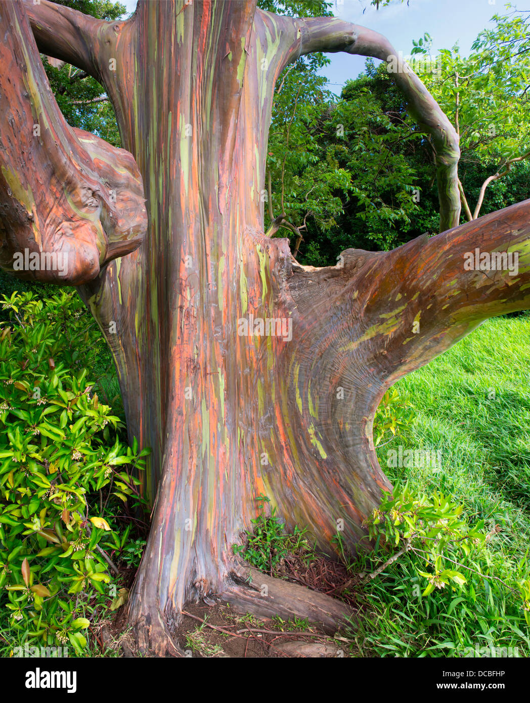Rainbow eucalipto (Eucalyptus Deglupta Foto stock - Alamy