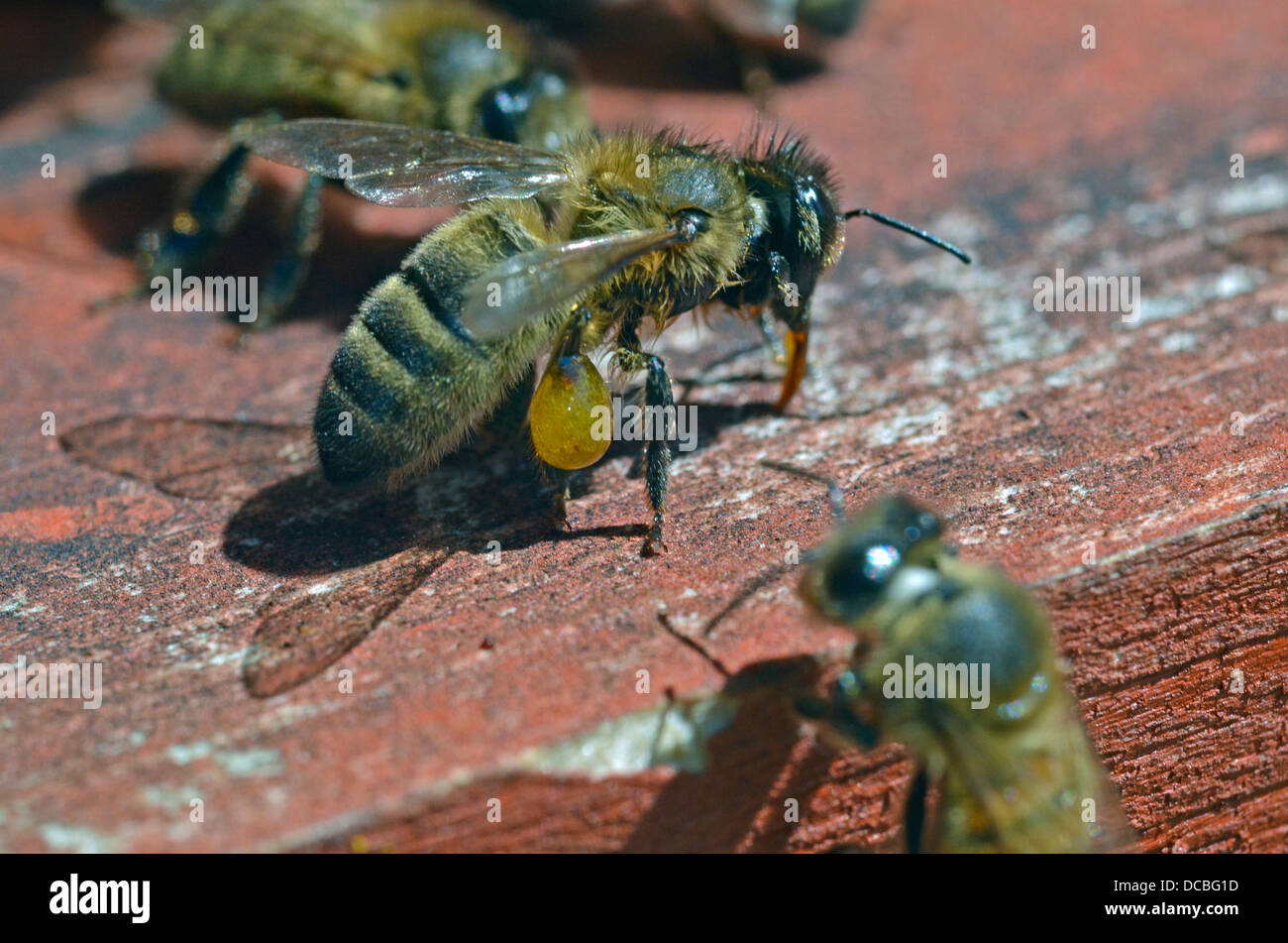 Il miele delle api di ritornare con pieno carico di propoli in pollini sac Foto Stock