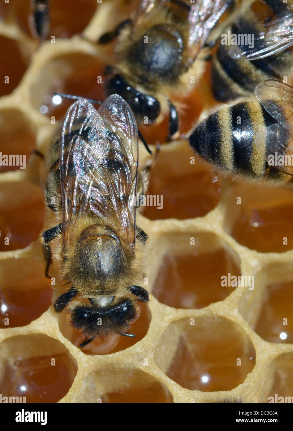 Il miele delle api alimentare da honeycomb Foto Stock