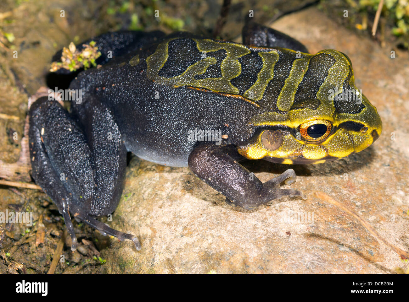 Un bambino di Knudsen Bullfrog (Leptodactylus knudseni), Ecuador Foto Stock