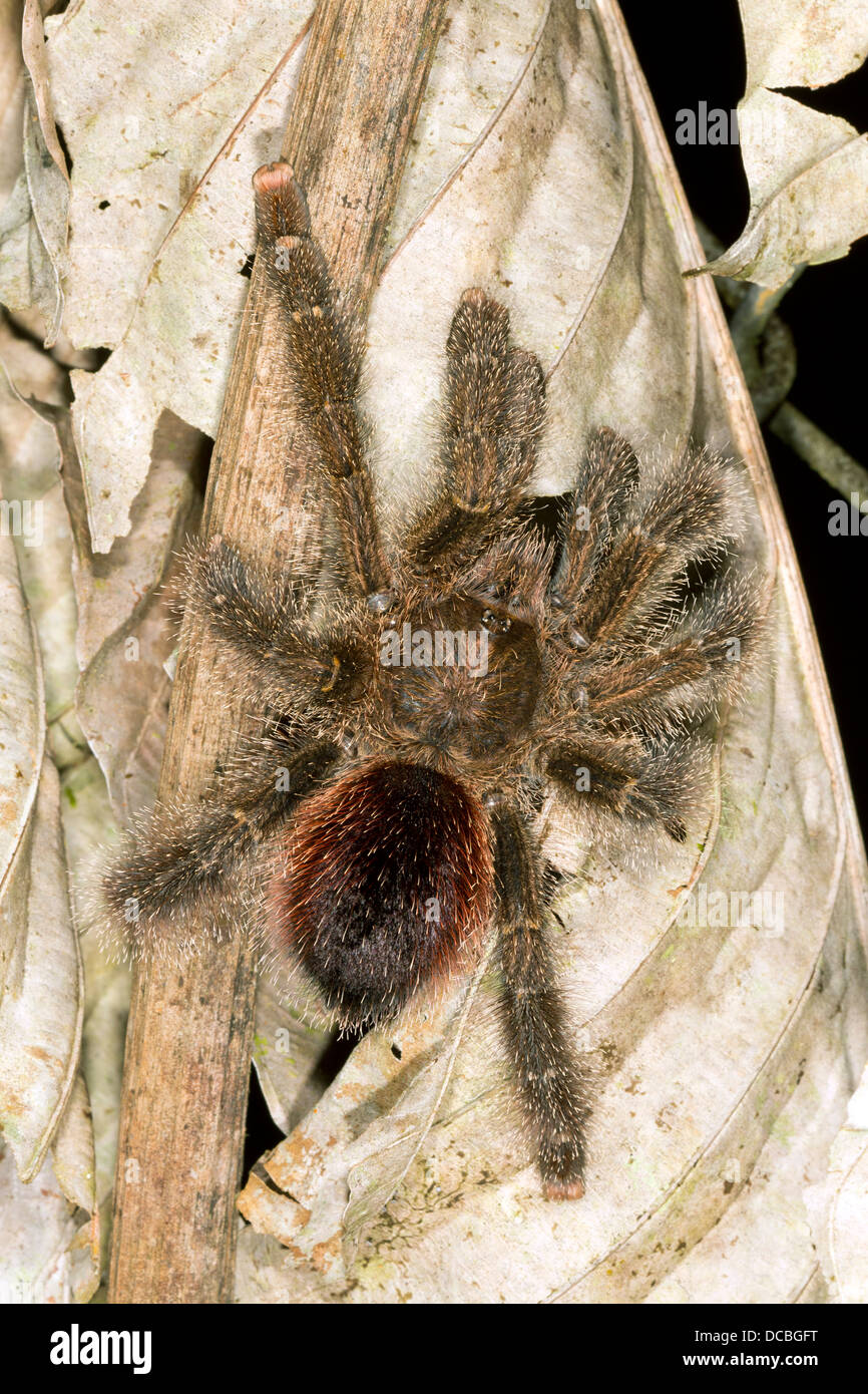 Grande tarantola su foglie morte, Ecuador Foto Stock