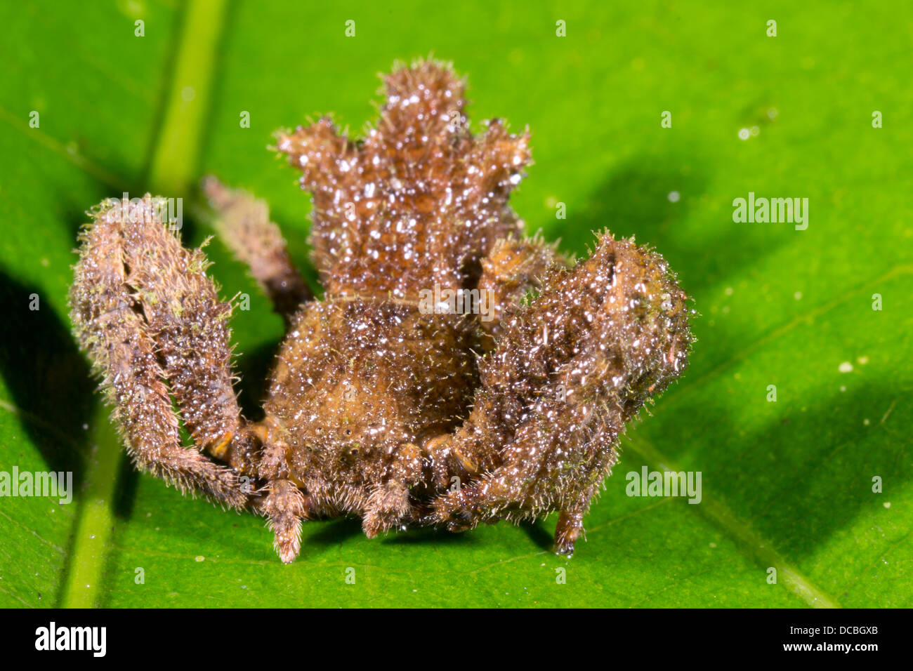 Un insolito ragno granchio (Famiglia Thomisidae) con piccoli occhi, Ecuador Foto Stock