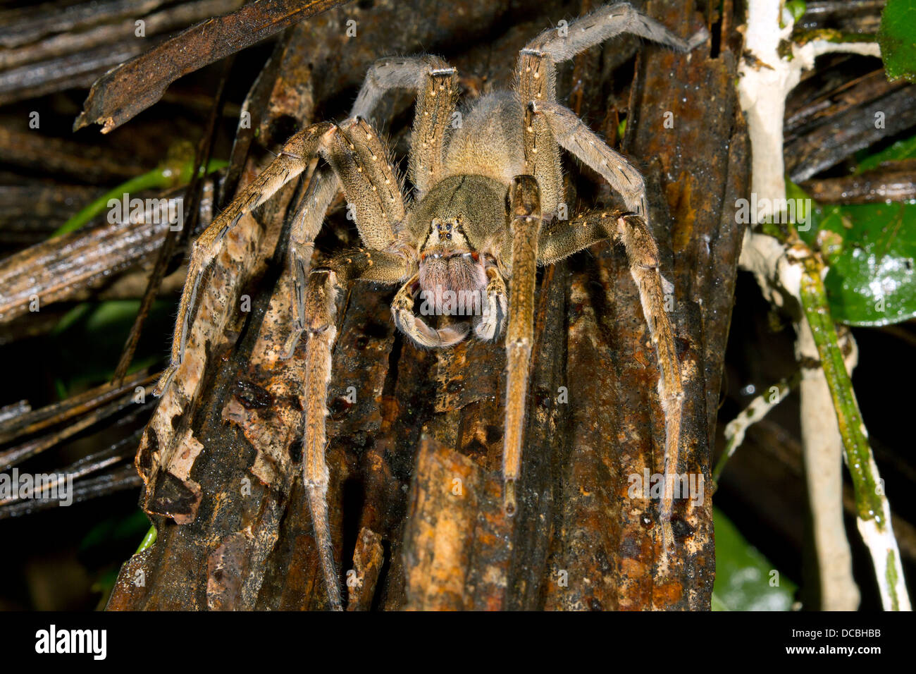 Vagabondaggio velenosi spider (Phoneutria sp.), Ecuador Foto Stock