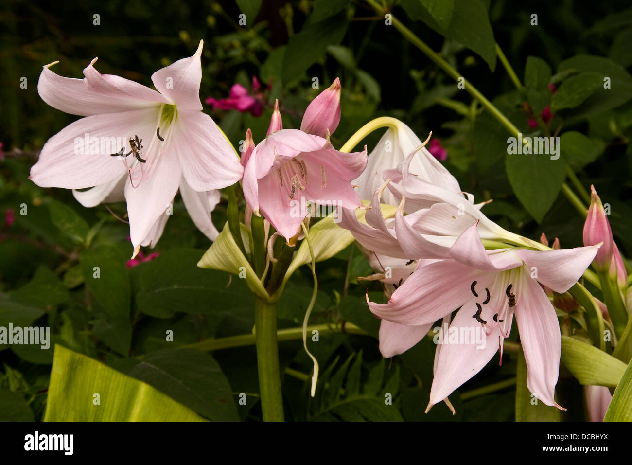 Amaryllidaceae Crinum Powellii fiori in piena fioritura all'interno della Dundee Botanic Gardens, Regno Unito Foto Stock