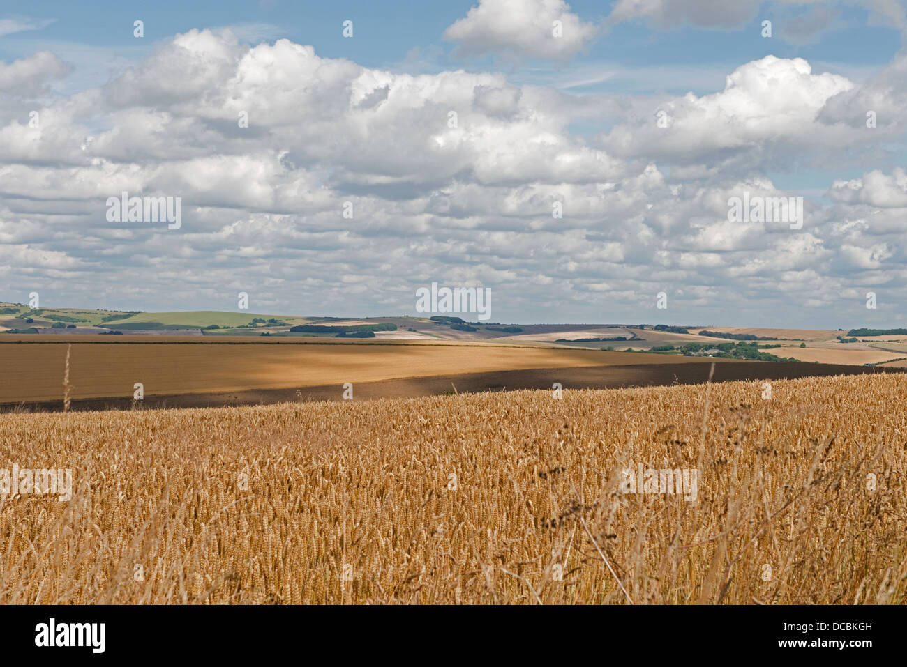 Una vista del paesaggio di South Downs Way, Brighton East Sussex, England, Regno Unito Foto Stock