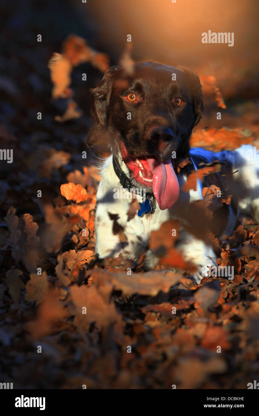 Inglese Springer Spaniel, marrone e fegato, marrone e bianco, canino, Gun Dog, energico, attivo, lavoratore duro, lavoro sul campo, attento desideroso, bello, animale domestico Foto Stock