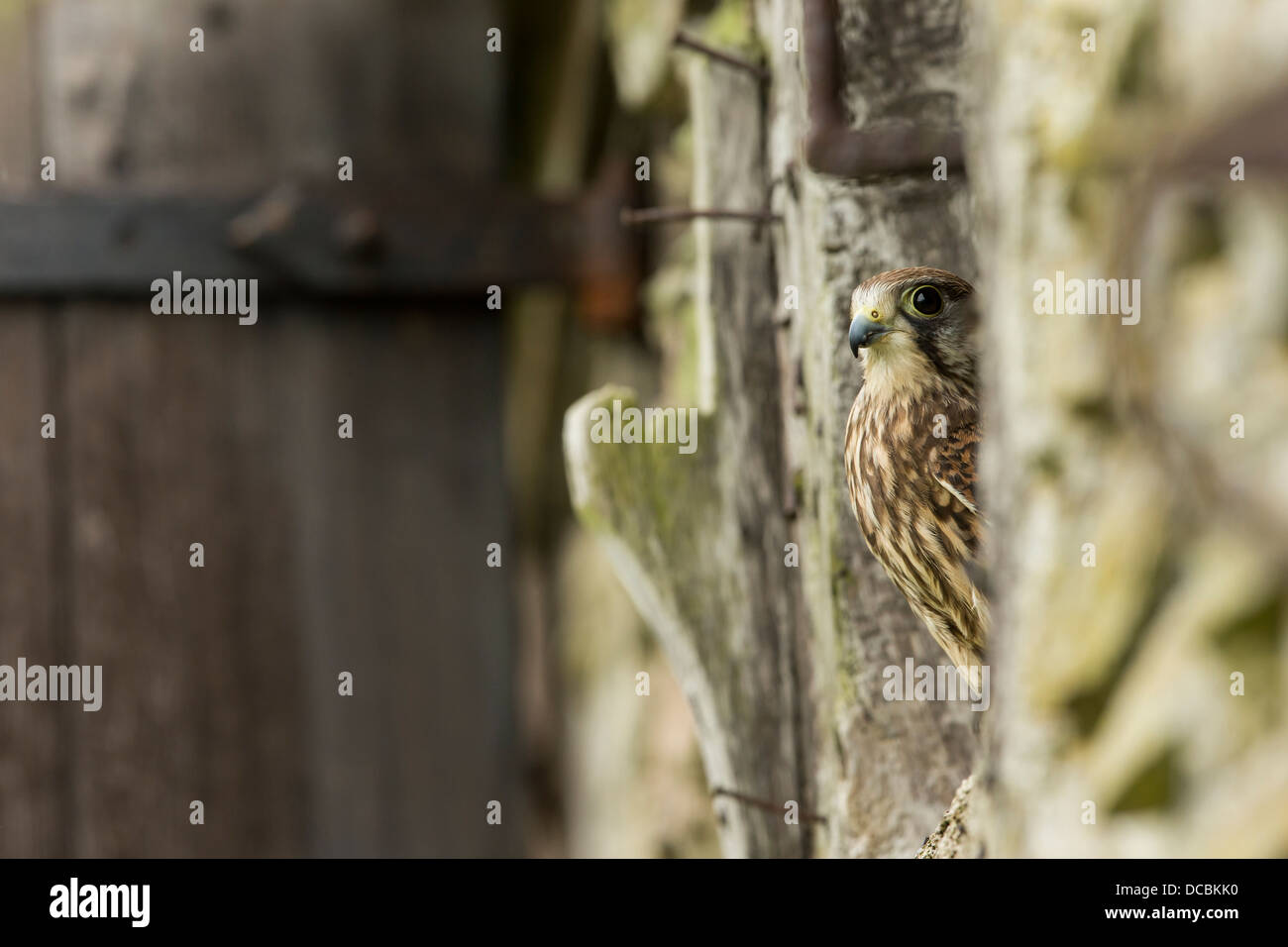 Comune di Gheppio Falco tinnunculus (prigioniero), arroccato in agriturismo rustico edificio finestra, Castello Caereionion, Wales, Regno Unito nel mese di maggio. Foto Stock